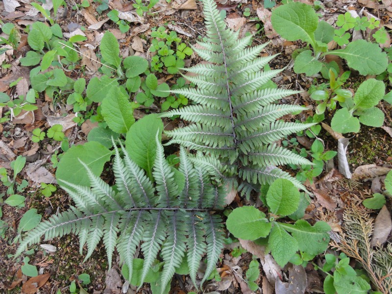 Athyrium niponicum