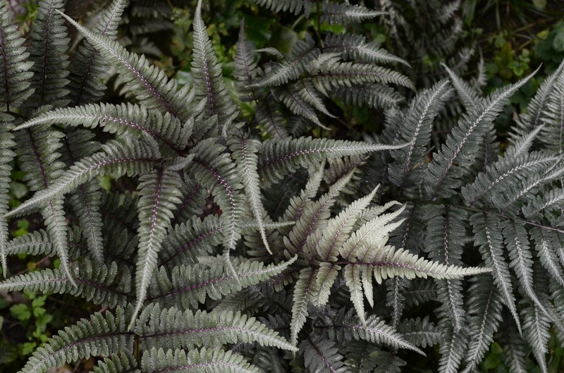 Athyrium niponicum photo 2