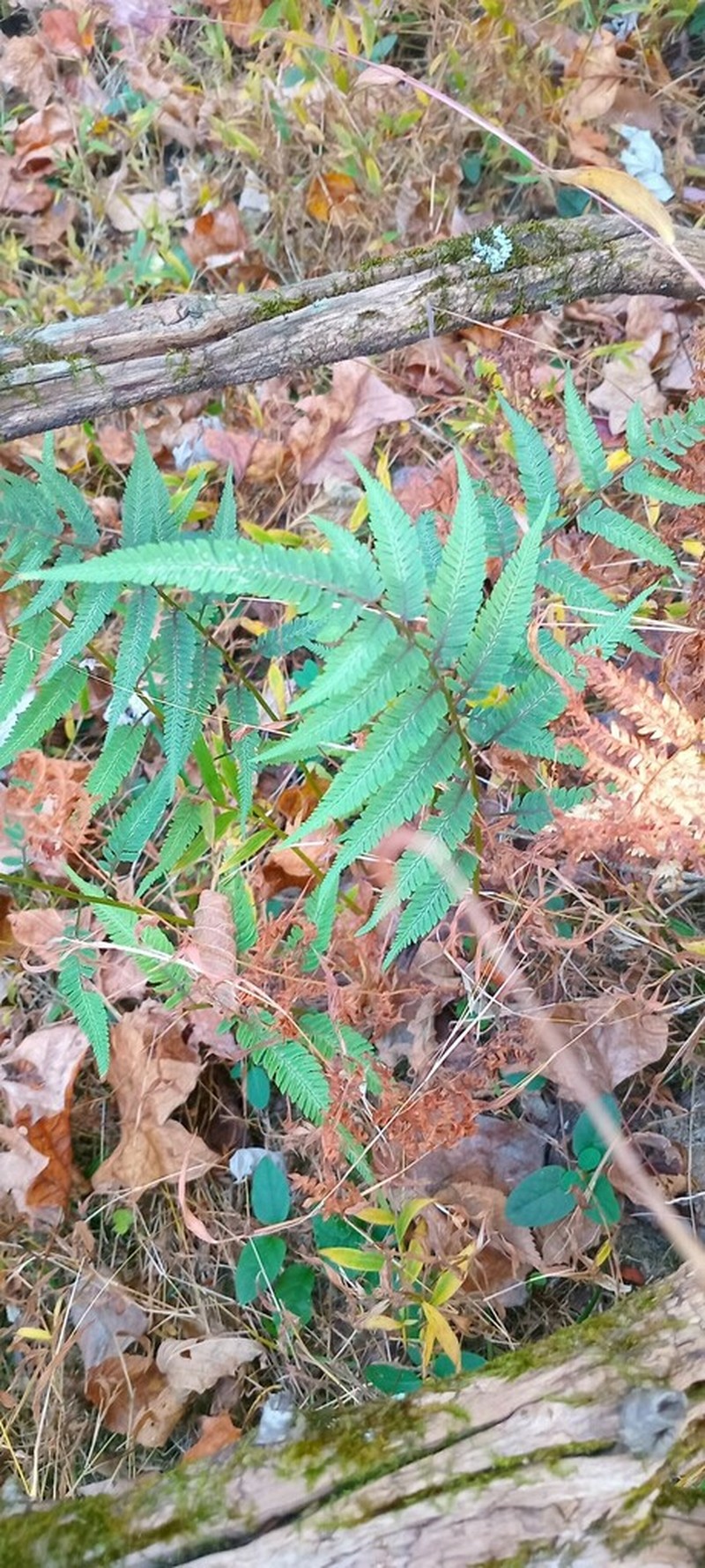 Athyrium niponicum photo 3