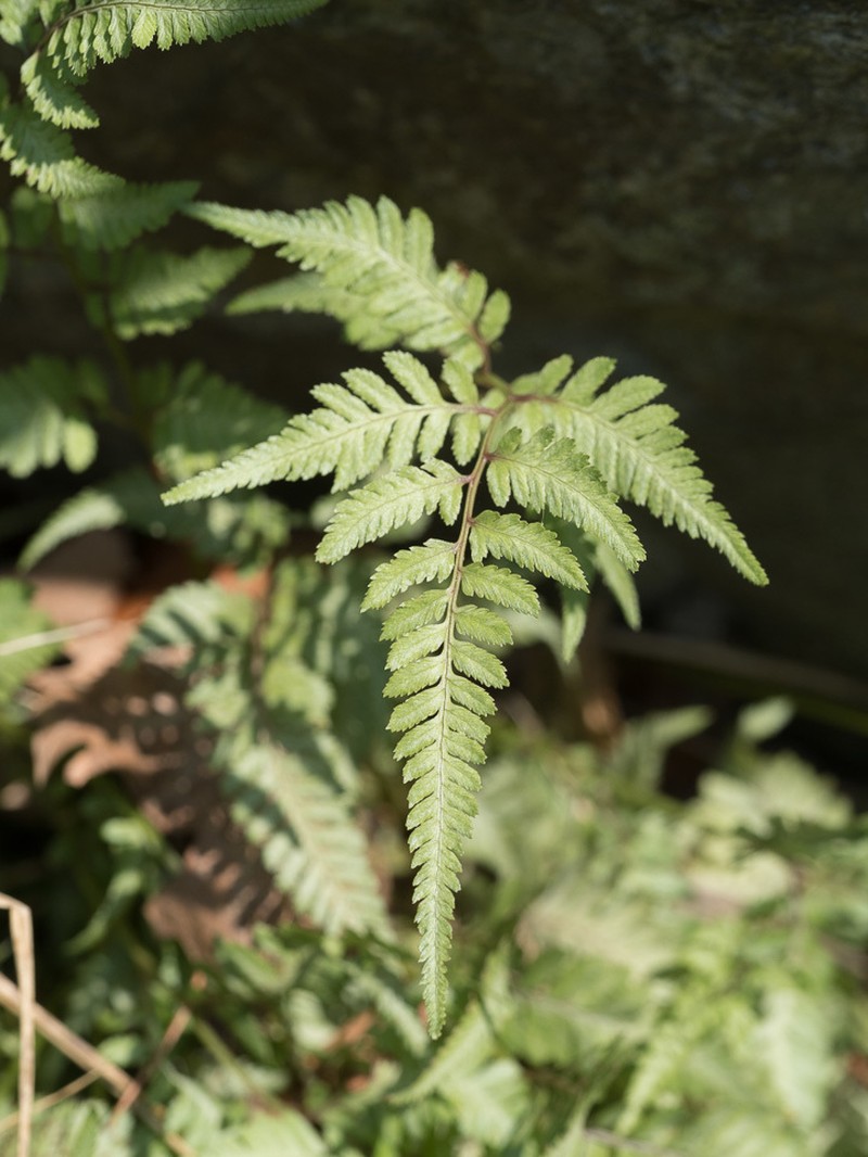 Athyrium niponicum photo 4