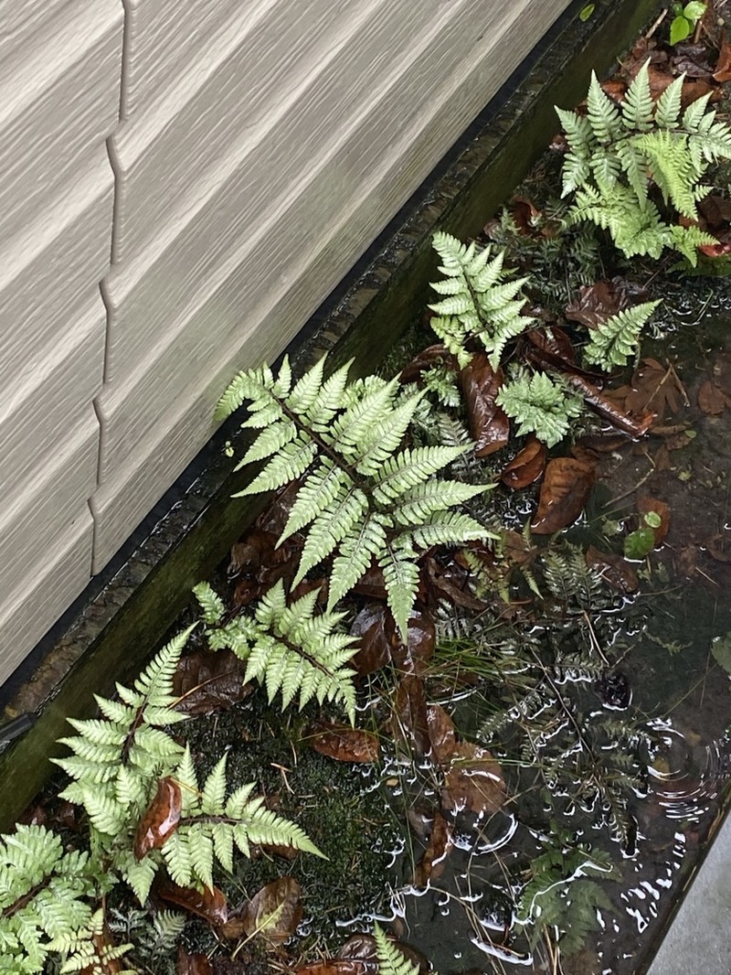 Athyrium niponicum photo 5
