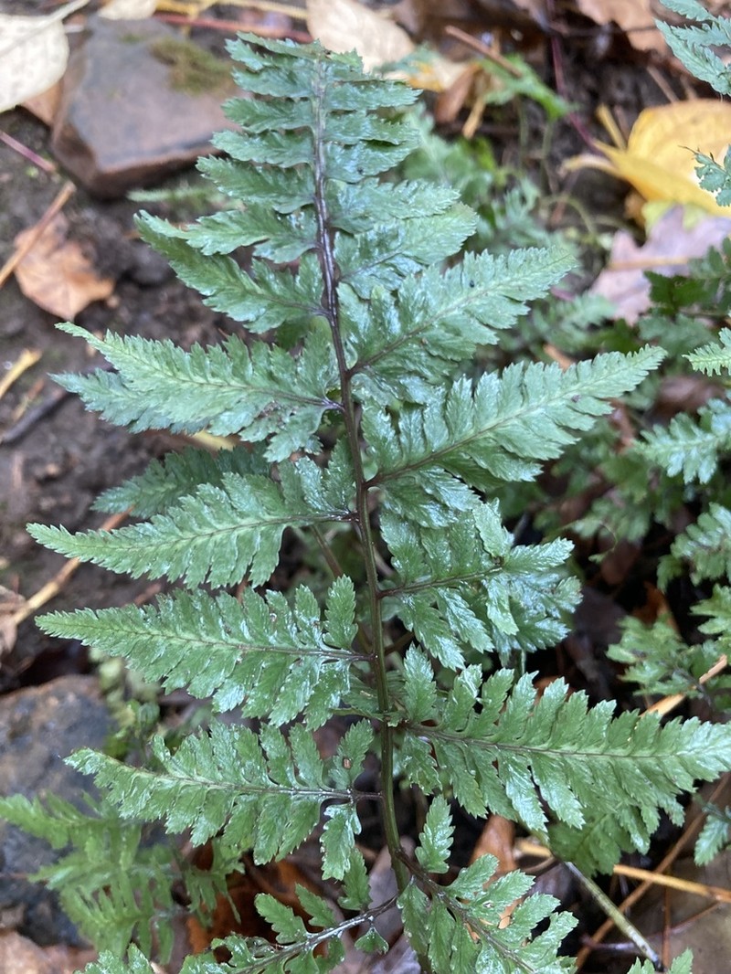 Athyrium niponicum photo 6