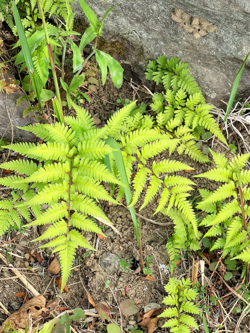 Athyrium niponicum photo 7