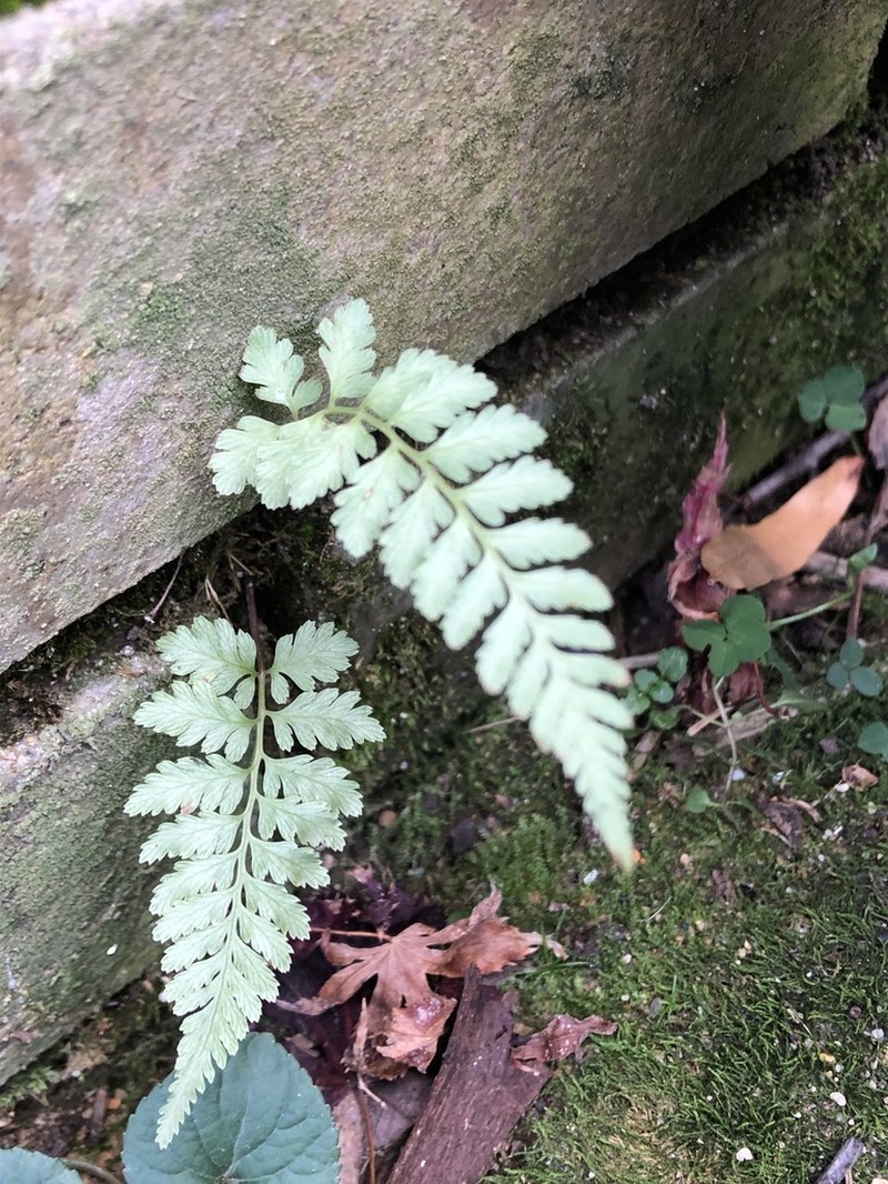 Athyrium niponicum photo 8