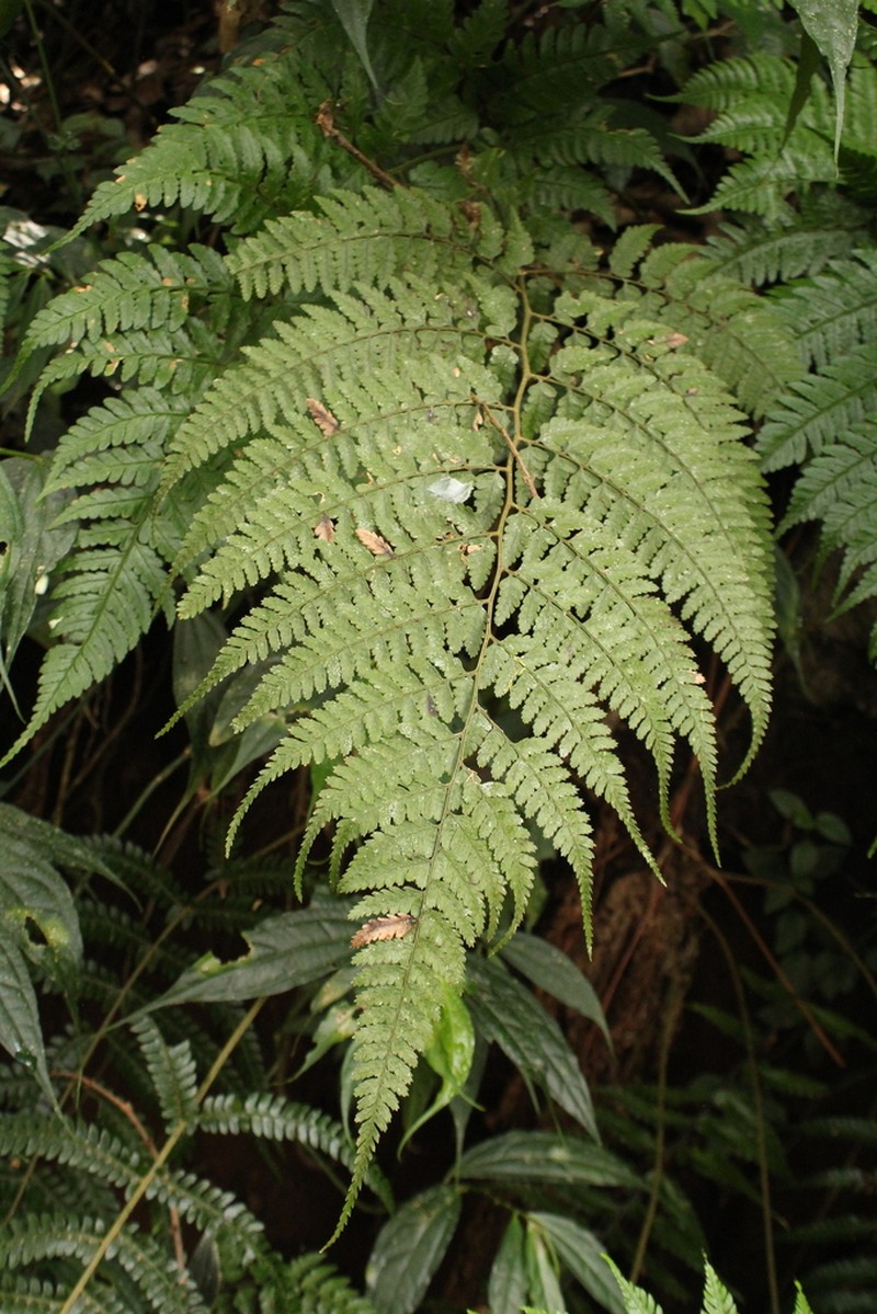 Athyrium nitidulum photo 2