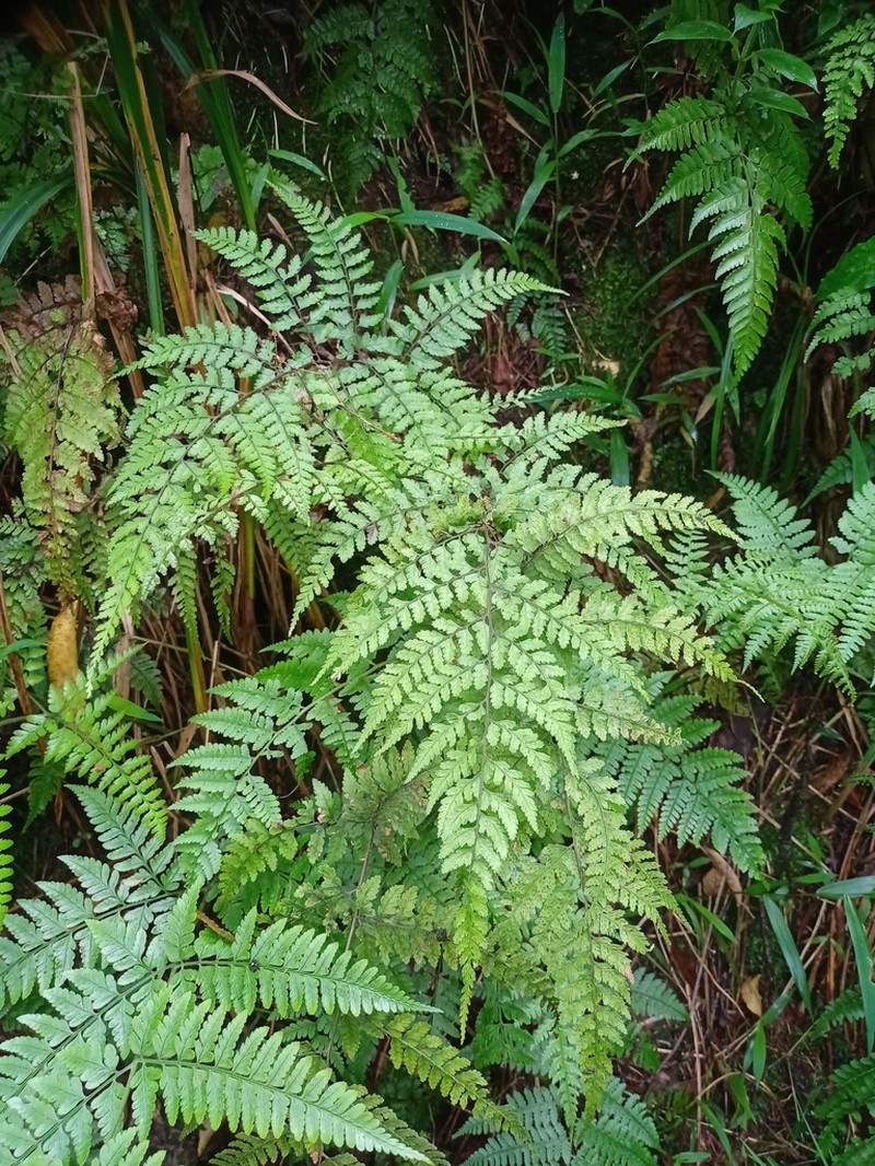 Athyrium nitidulum photo 3