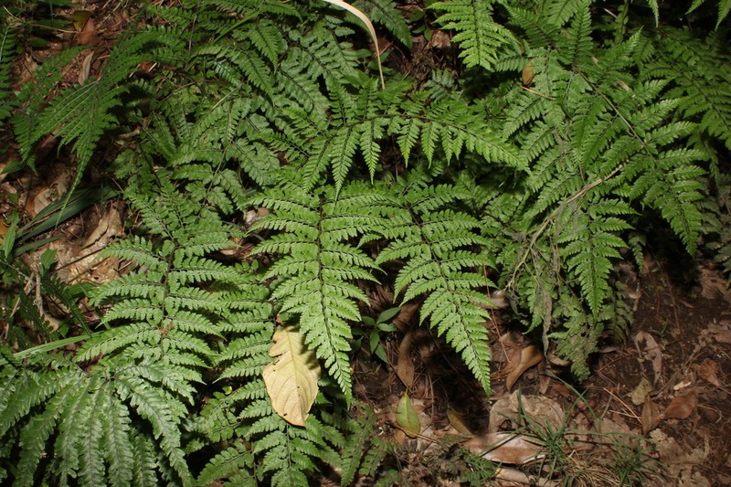 Athyrium nitidulum photo 4