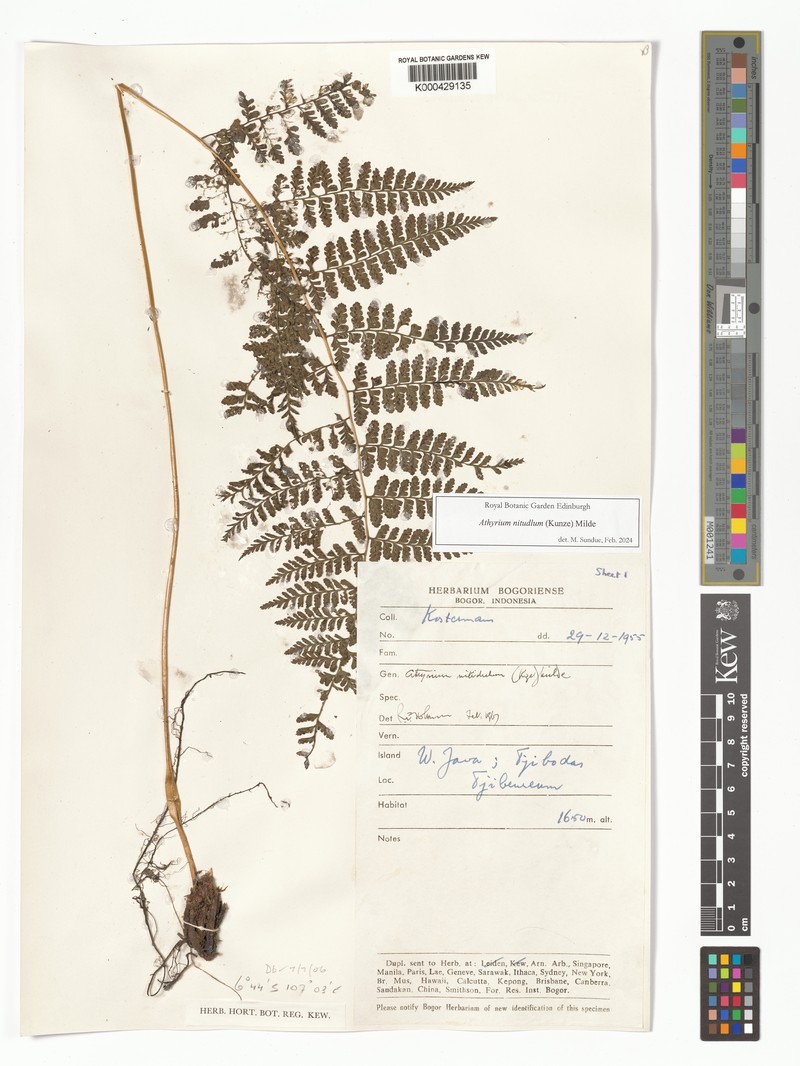 Athyrium nitidulum photo 5