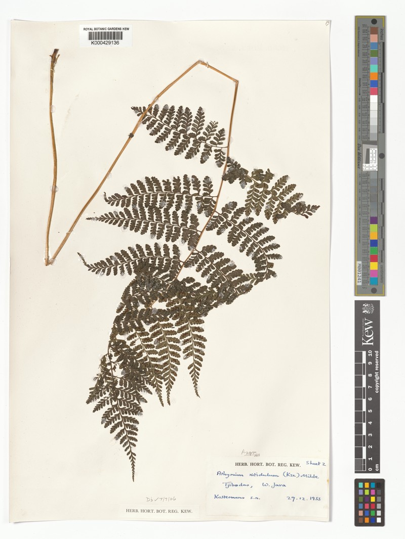 Athyrium nitidulum photo 6