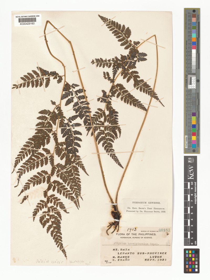 Athyrium nitidulum photo 7