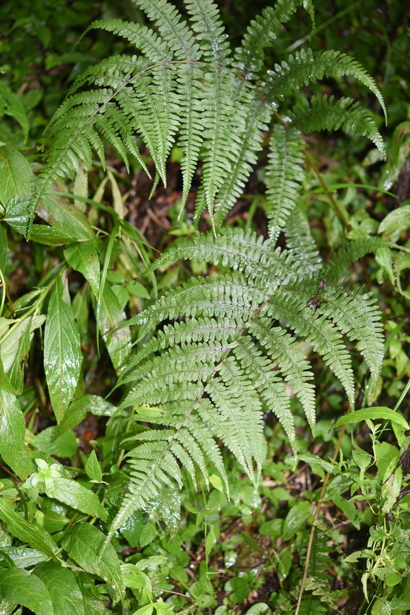 Athyrium obtusilimbum