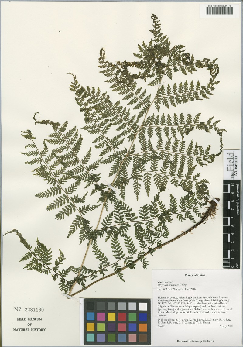 Athyrium omeiense
