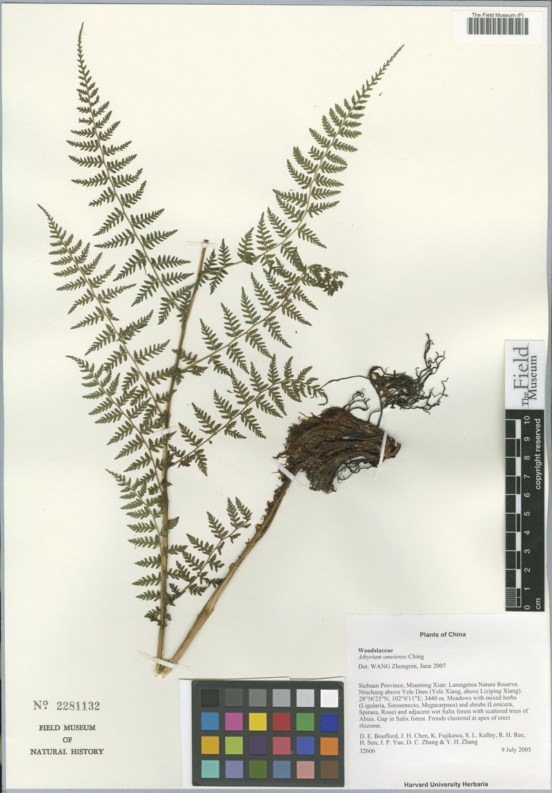 Athyrium omeiense photo 2