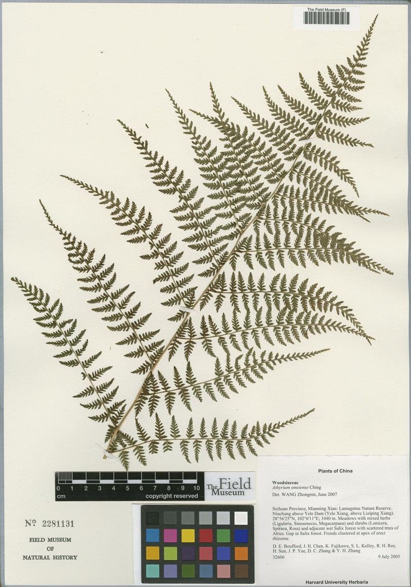 Athyrium omeiense photo 3