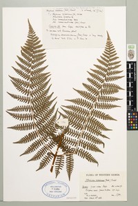 Athyrium oosorum