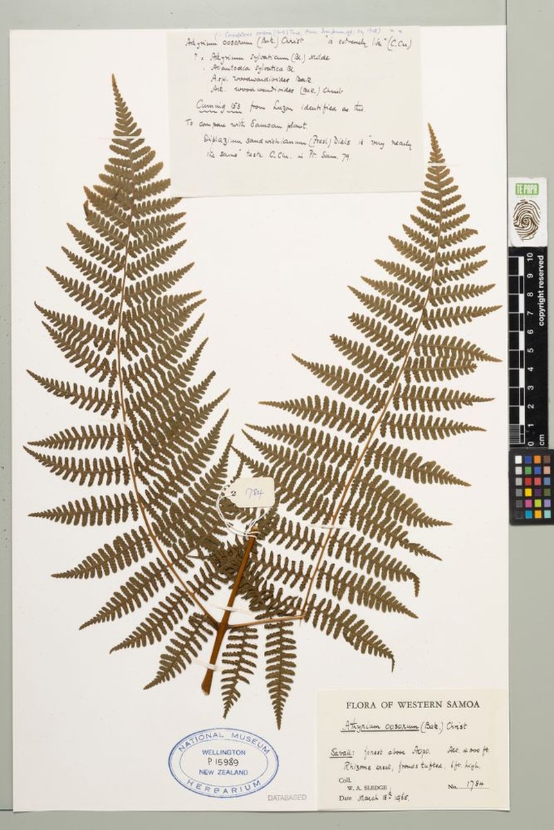 Athyrium oosorum