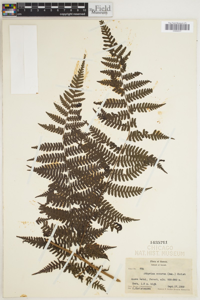 Athyrium oosorum photo 2