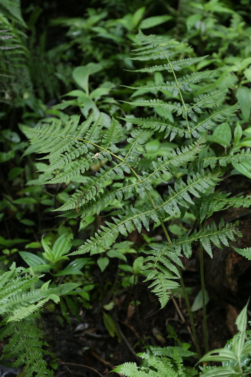 Athyrium opacum