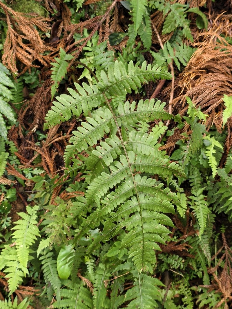 Athyrium opacum photo 2