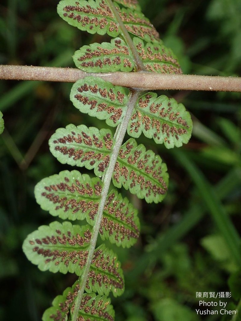 Athyrium opacum photo 3