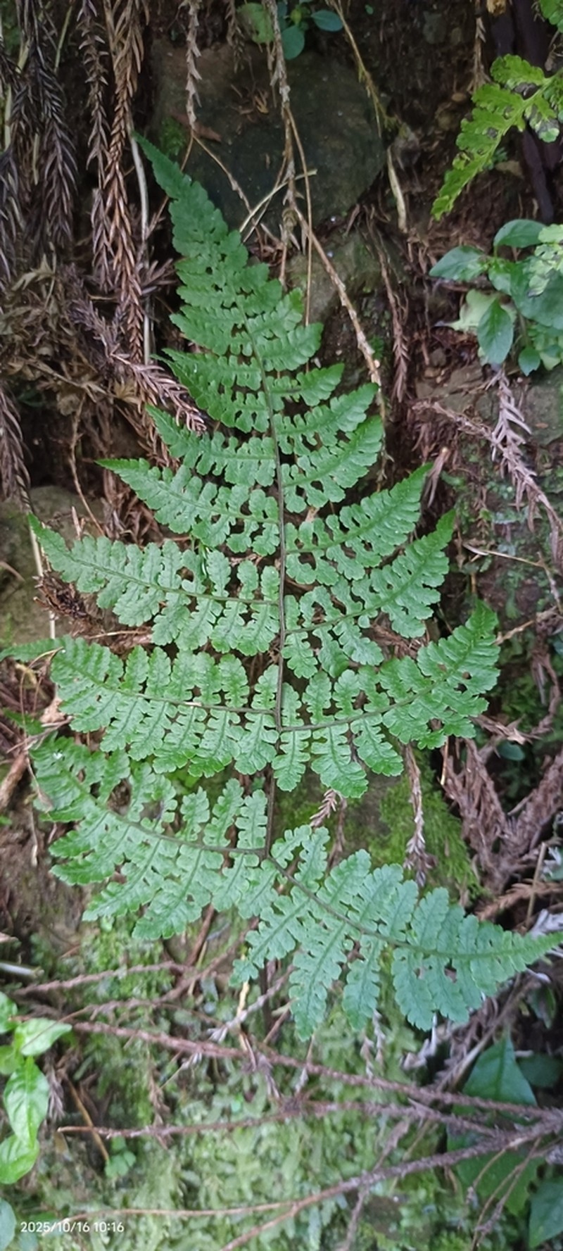Athyrium opacum photo 4