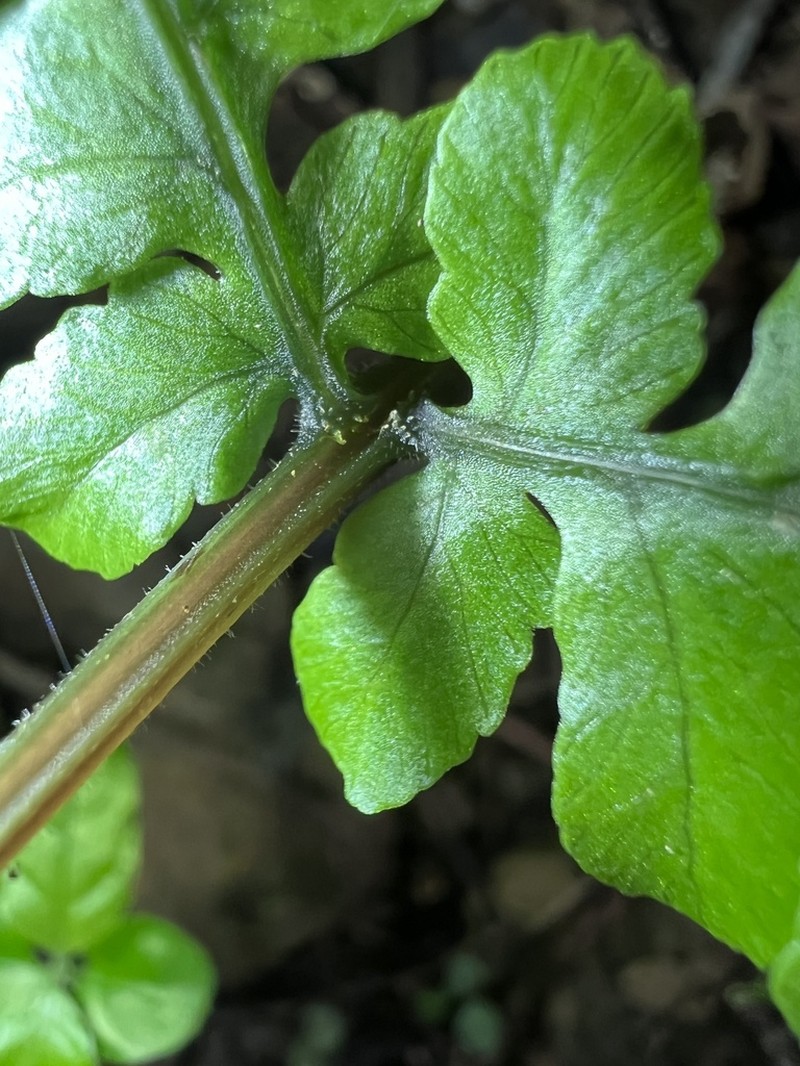 Athyrium opacum photo 5