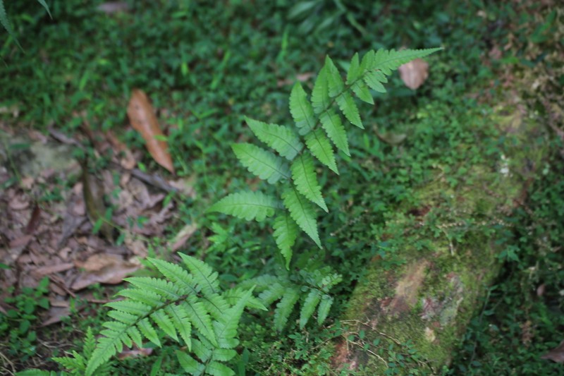 Athyrium opacum photo 6