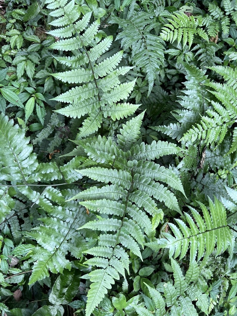 Athyrium opacum photo 7