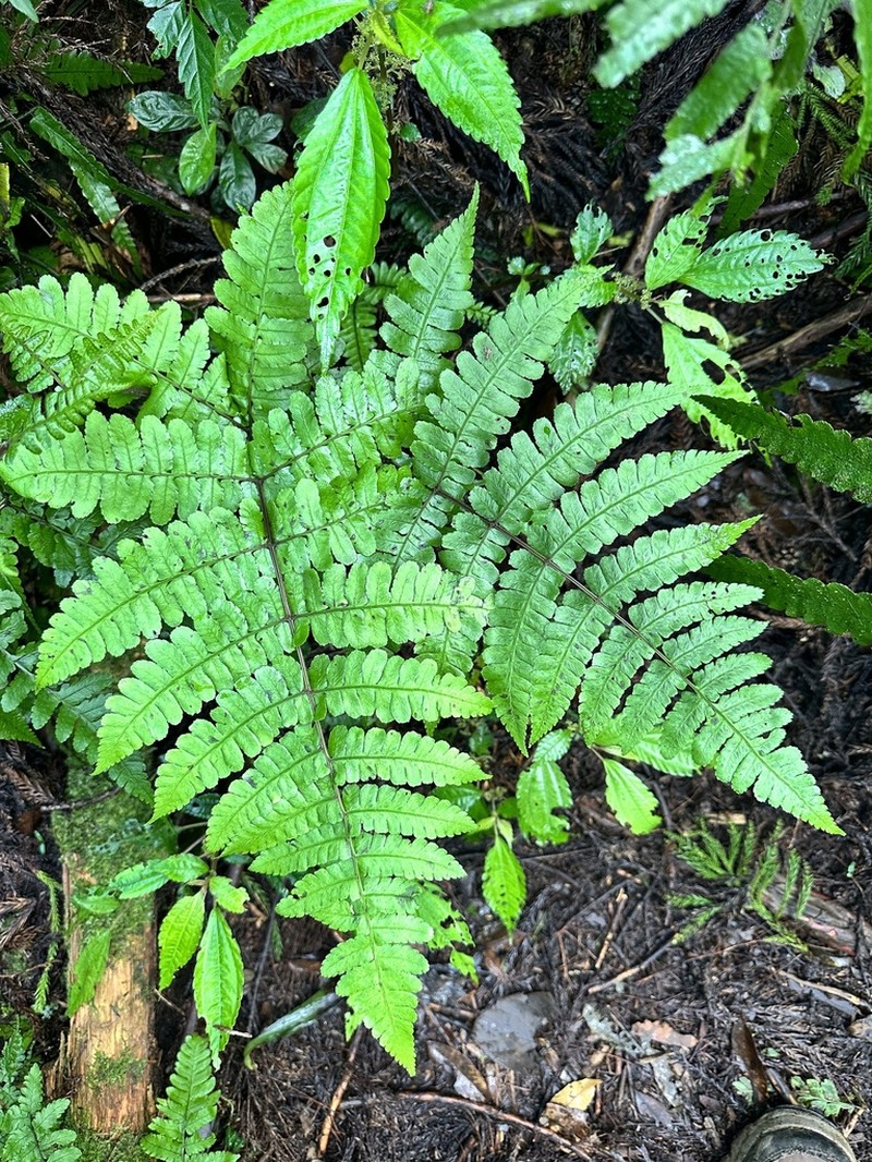 Athyrium opacum photo 8