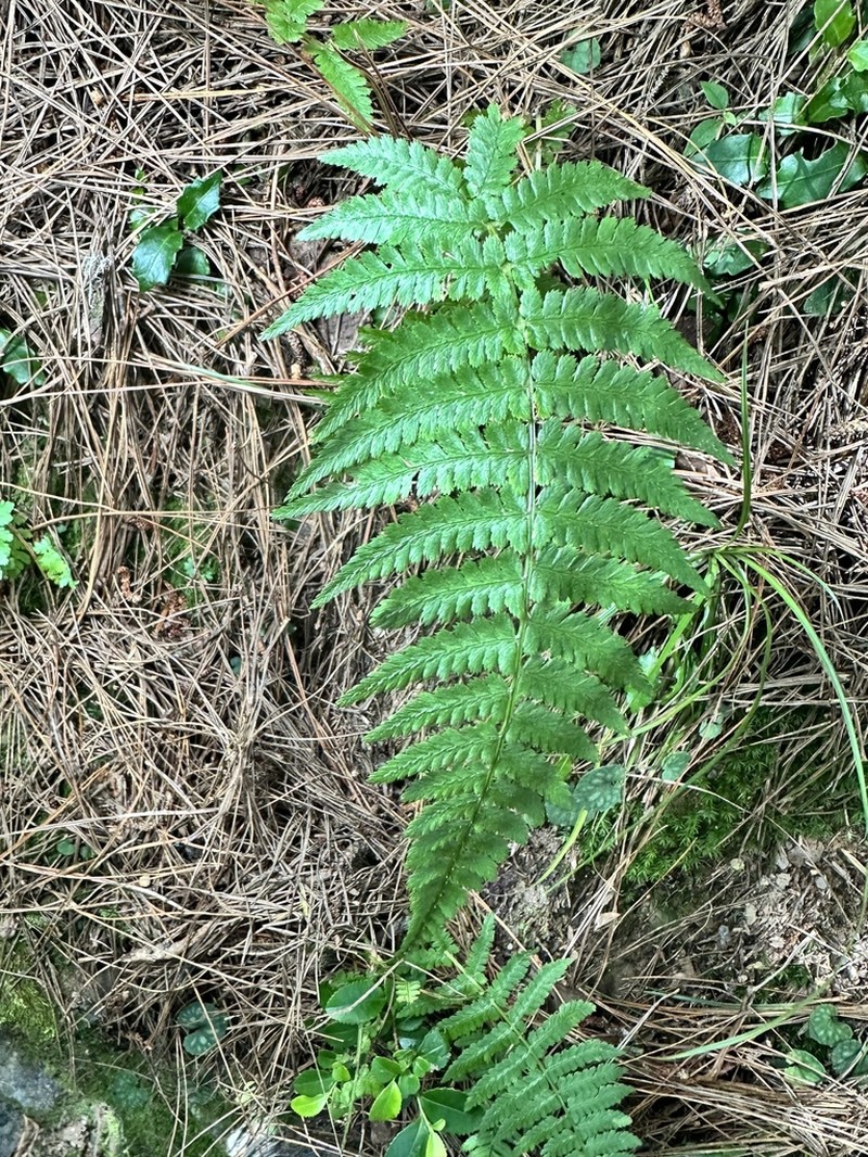 Athyrium oppositipennum