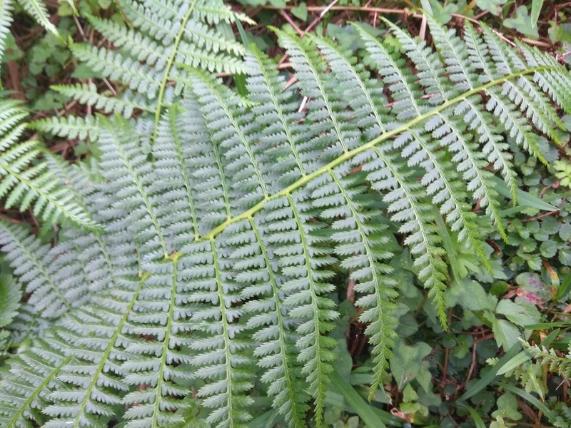 Athyrium oppositipennum photo 2