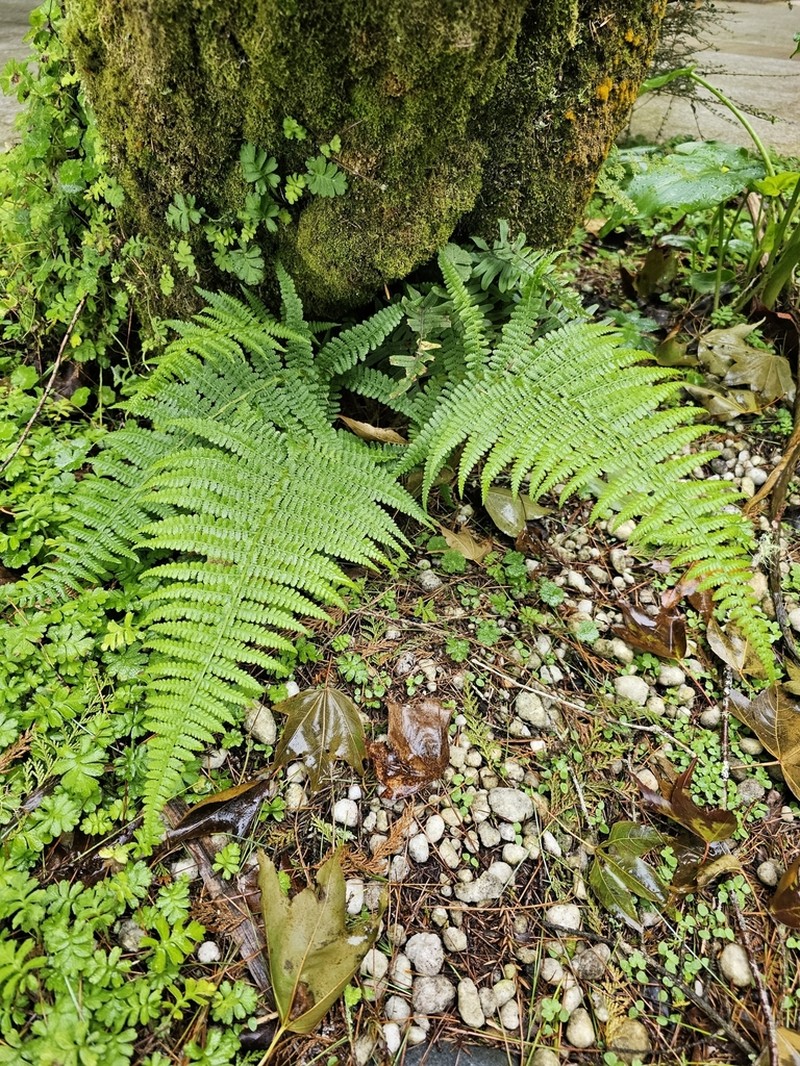 Athyrium oppositipennum photo 3