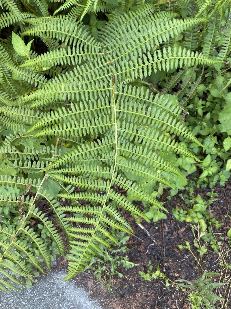 Athyrium oppositipennum photo 4