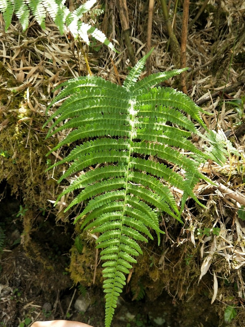 Athyrium oppositipennum photo 5
