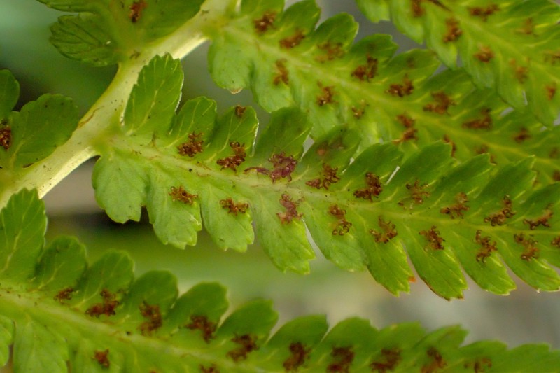 Athyrium oppositipennum photo 6