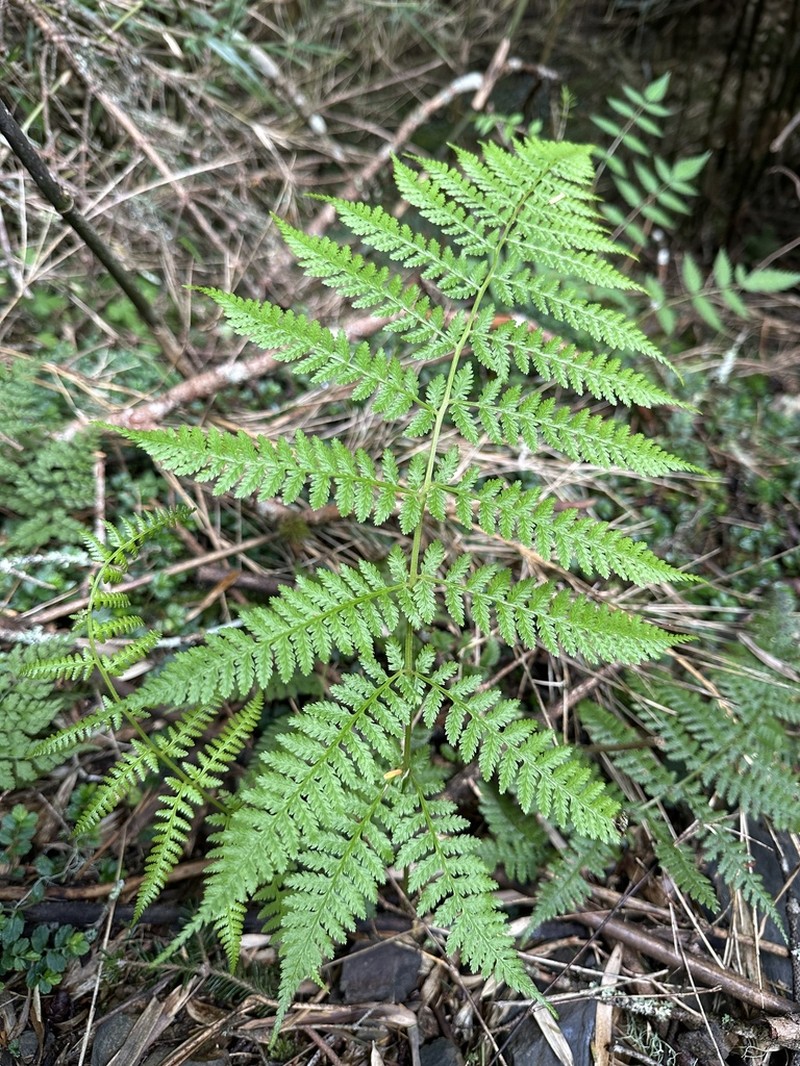 Athyrium oppositipennum photo 7
