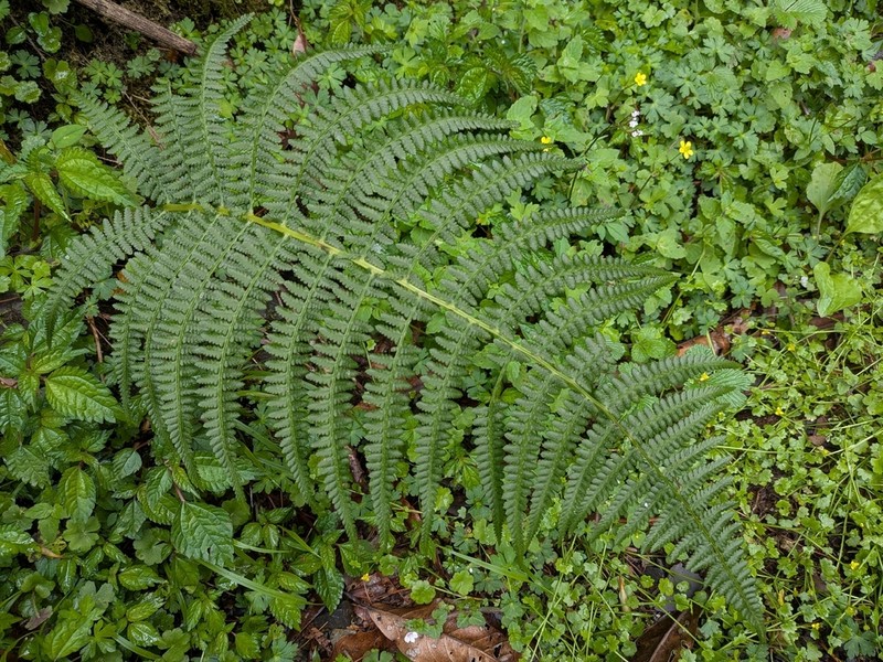 Athyrium oppositipennum photo 8