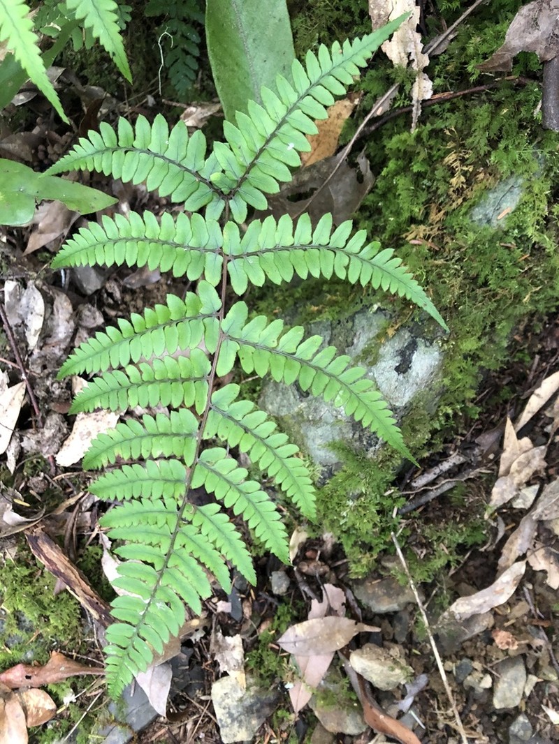 Athyrium otophorum photo 2