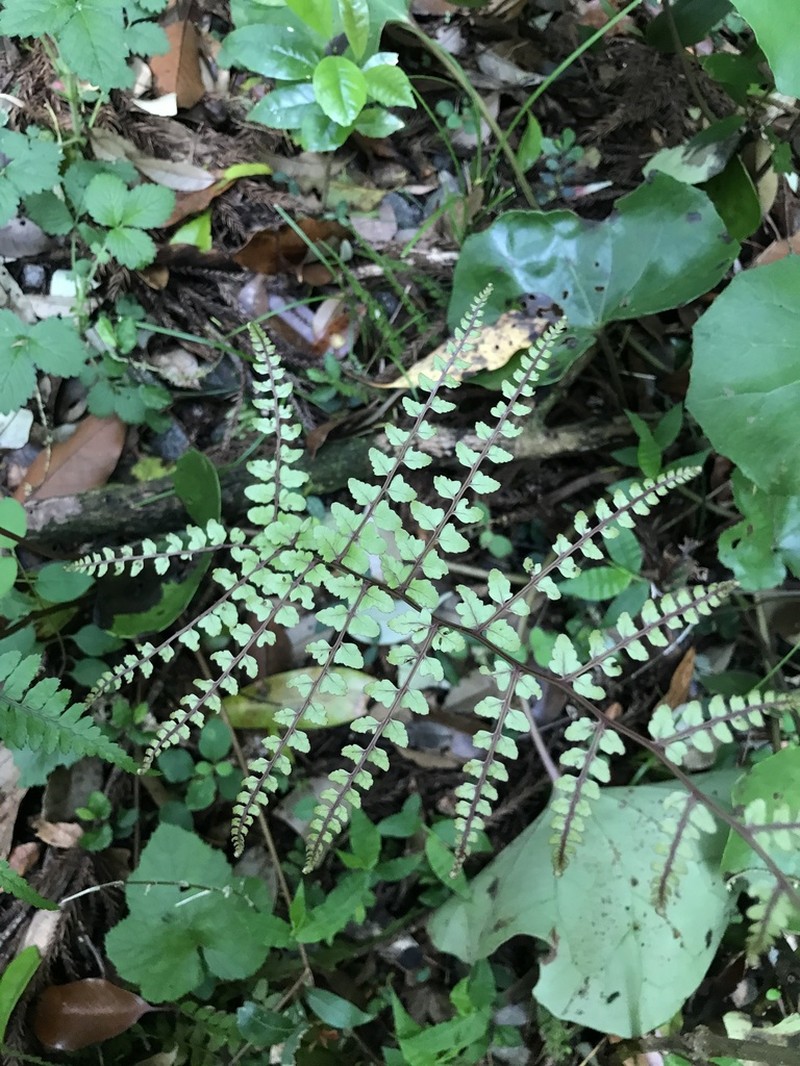 Athyrium otophorum photo 3