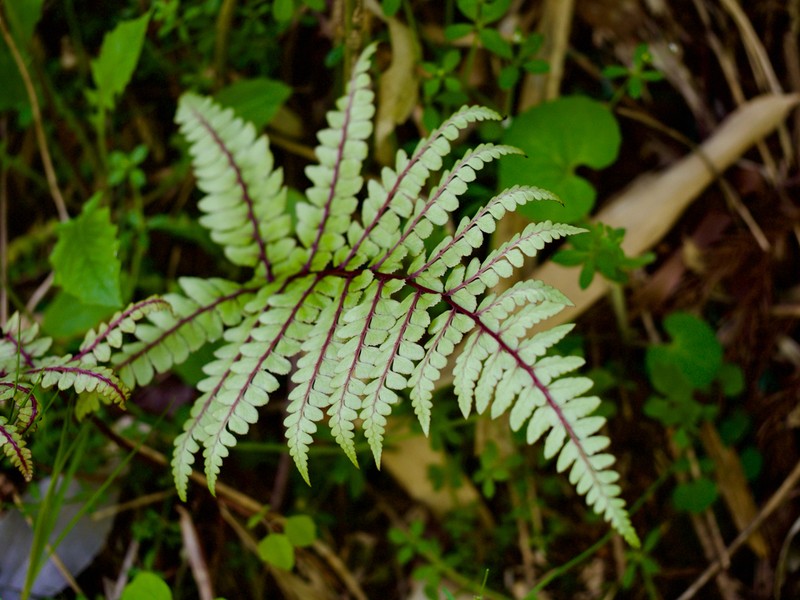 Athyrium otophorum photo 4