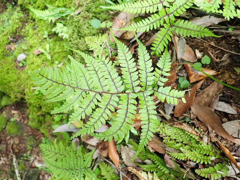 Athyrium otophorum photo 5