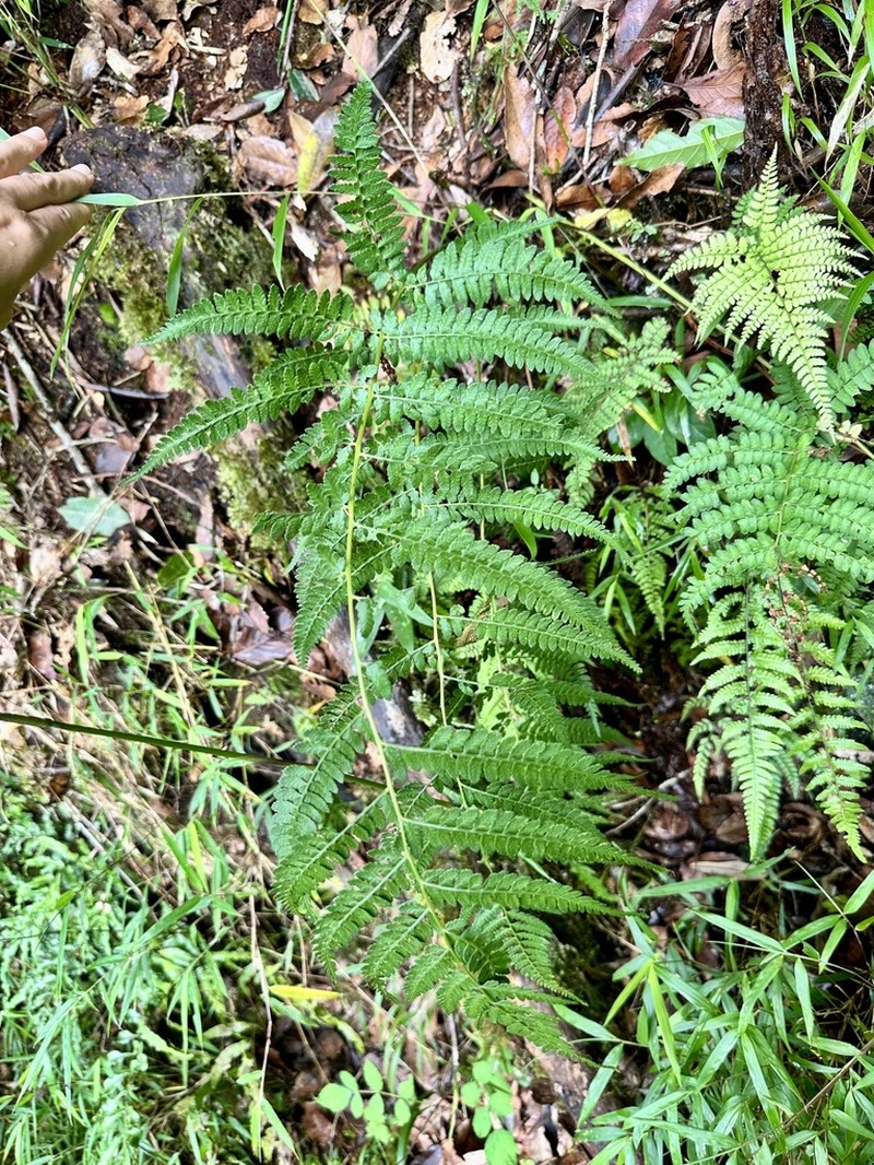 Athyrium otophorum photo 6