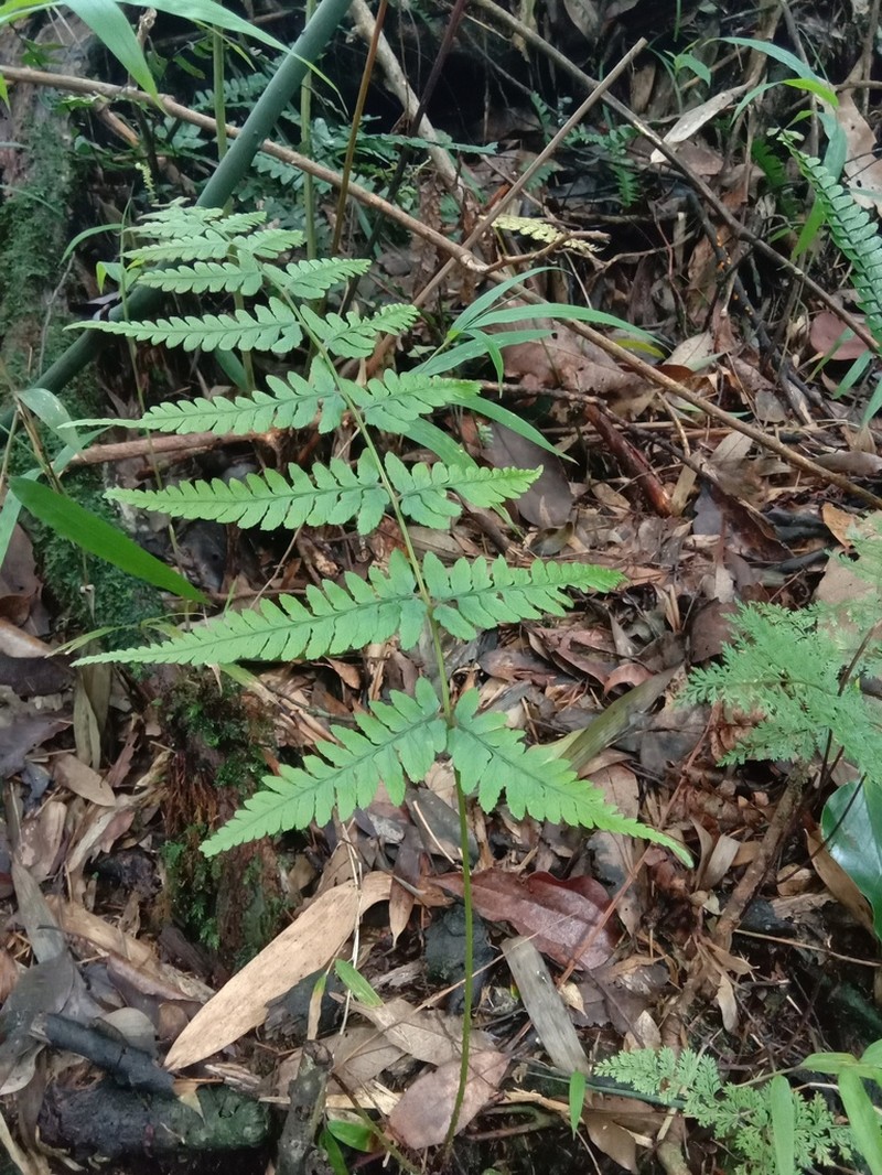 Athyrium otophorum photo 7