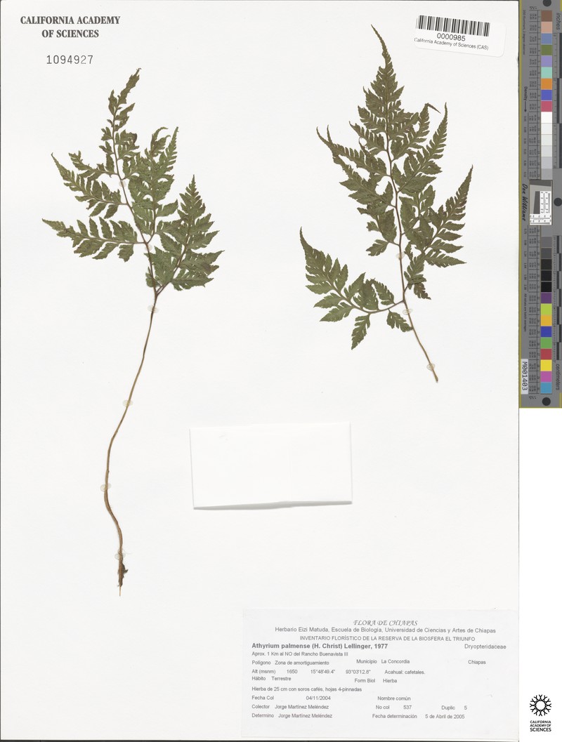 Athyrium palmense