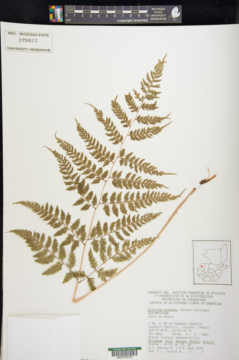 Athyrium palmense photo 2