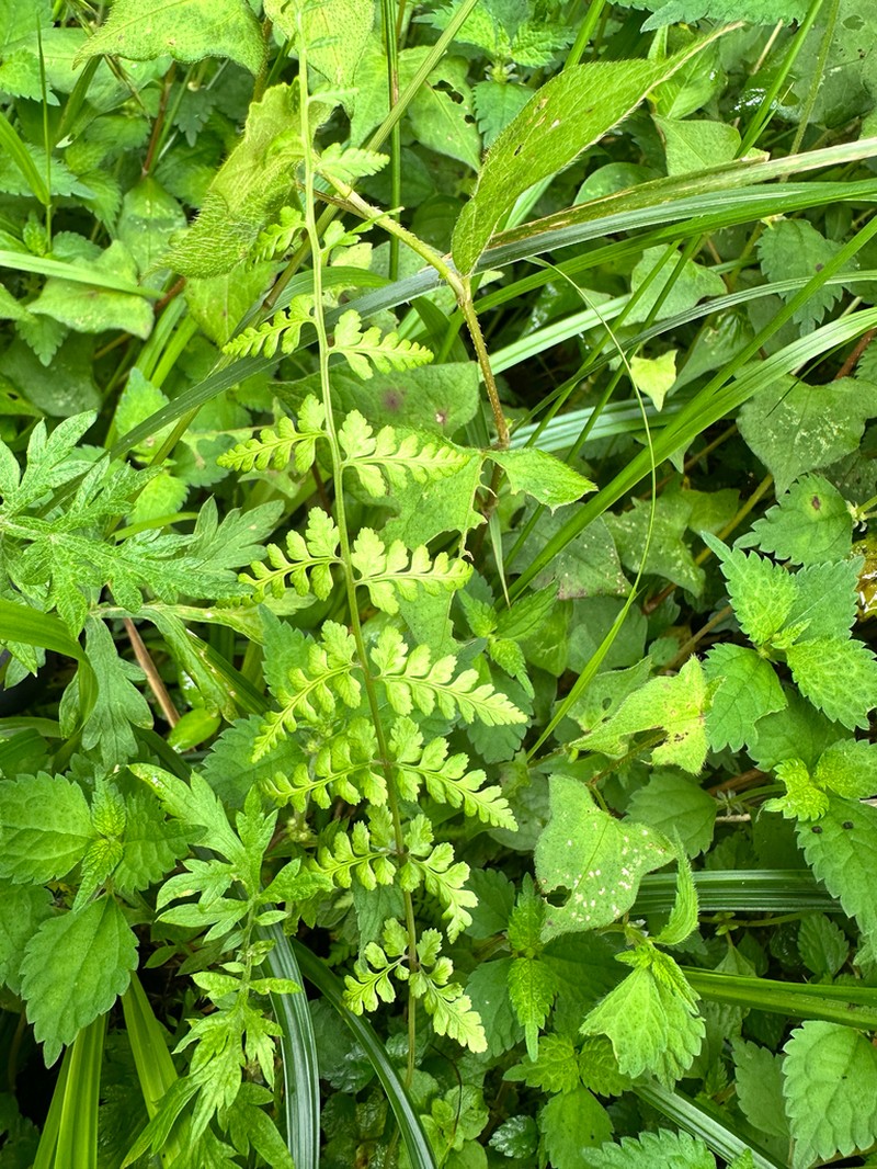 Athyrium palustre