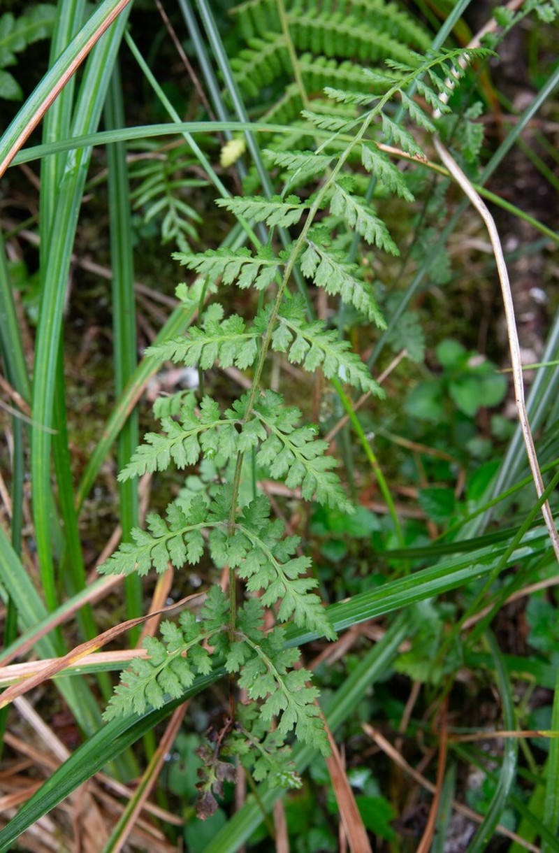 Athyrium palustre photo 2