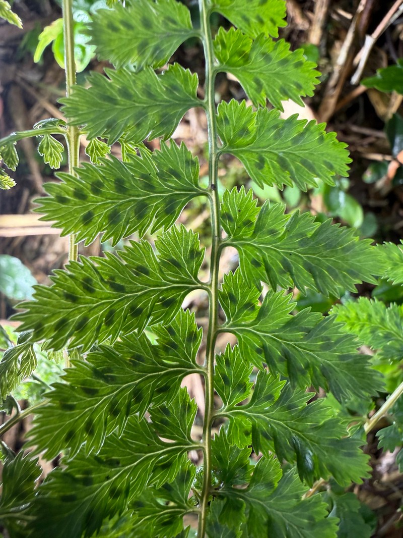 Athyrium palustre photo 3