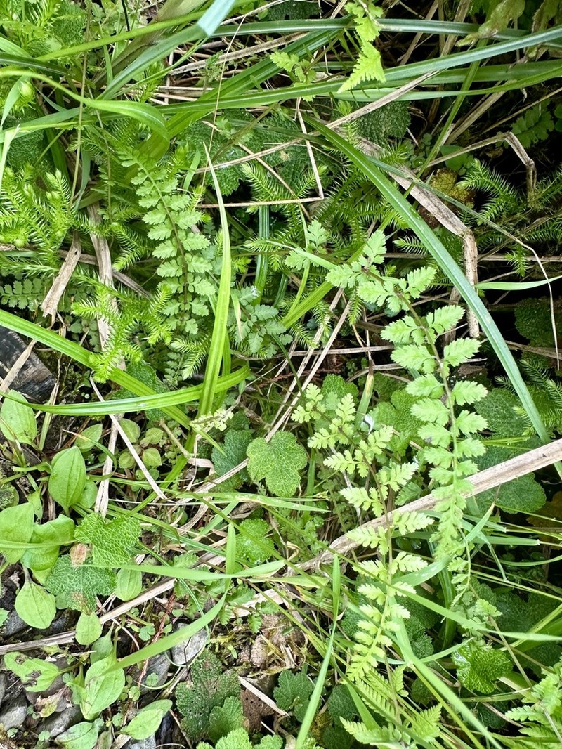 Athyrium palustre photo 4