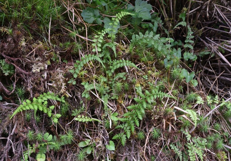 Athyrium palustre photo 5